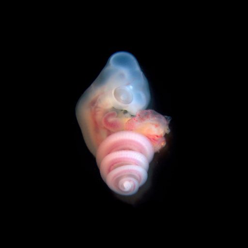 Imagen: INTERROGACION PORTDA SIN TI