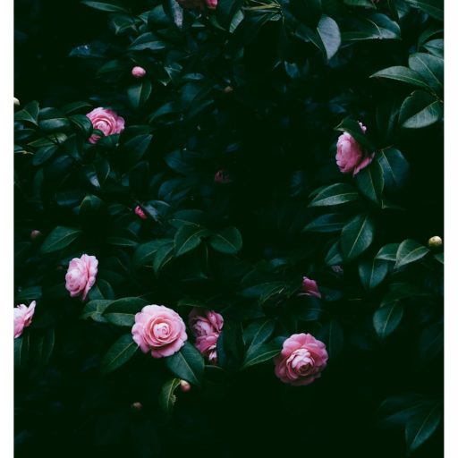 Imagen: NEVVER CARTEL COSTELLO